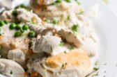 Chicken a la king on a white plate.