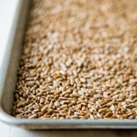 Toasted sunflower seeds on a baking pan.