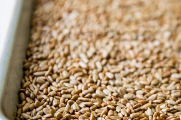 Toasted sunflower seeds on a baking pan.
