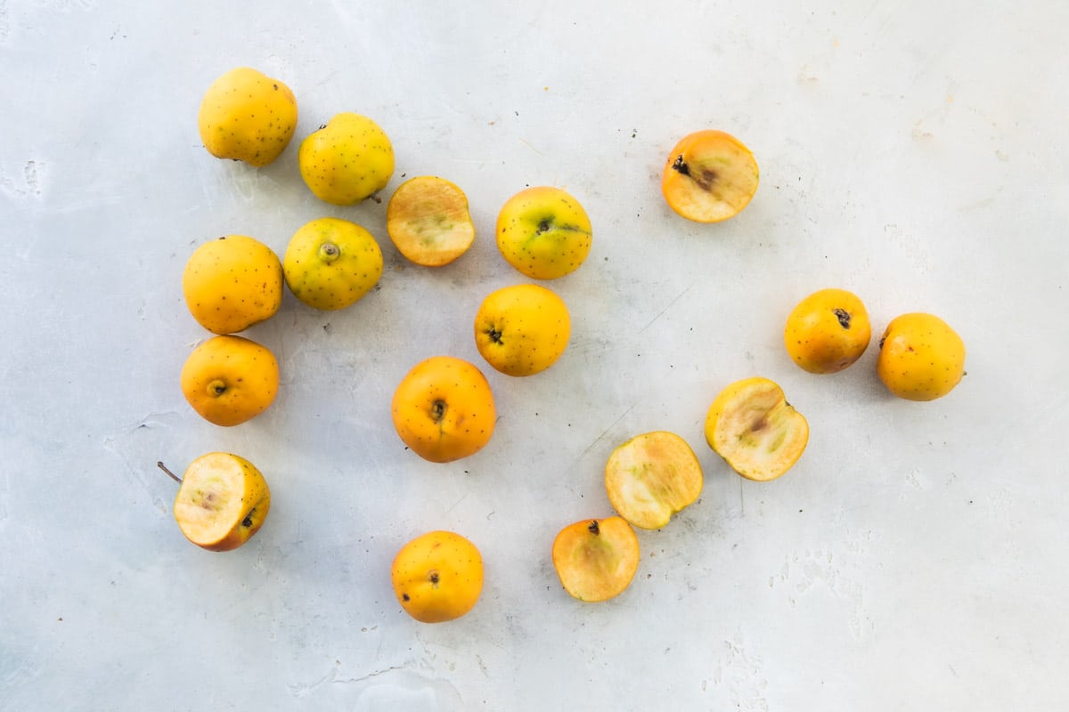 best food dehydrators