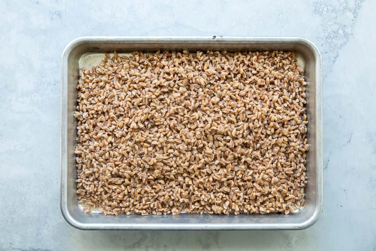 farro cooling on a baking sheet.